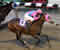 Equine centre for Newmarket pitched to Coe